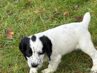 Cocker Spaniel dogs KC Registered Cocker Spaniel Puppies - Advert 6