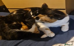 British Shorthair cats for sale: 2 Cats looking for a new loving home for £20. - Image 1