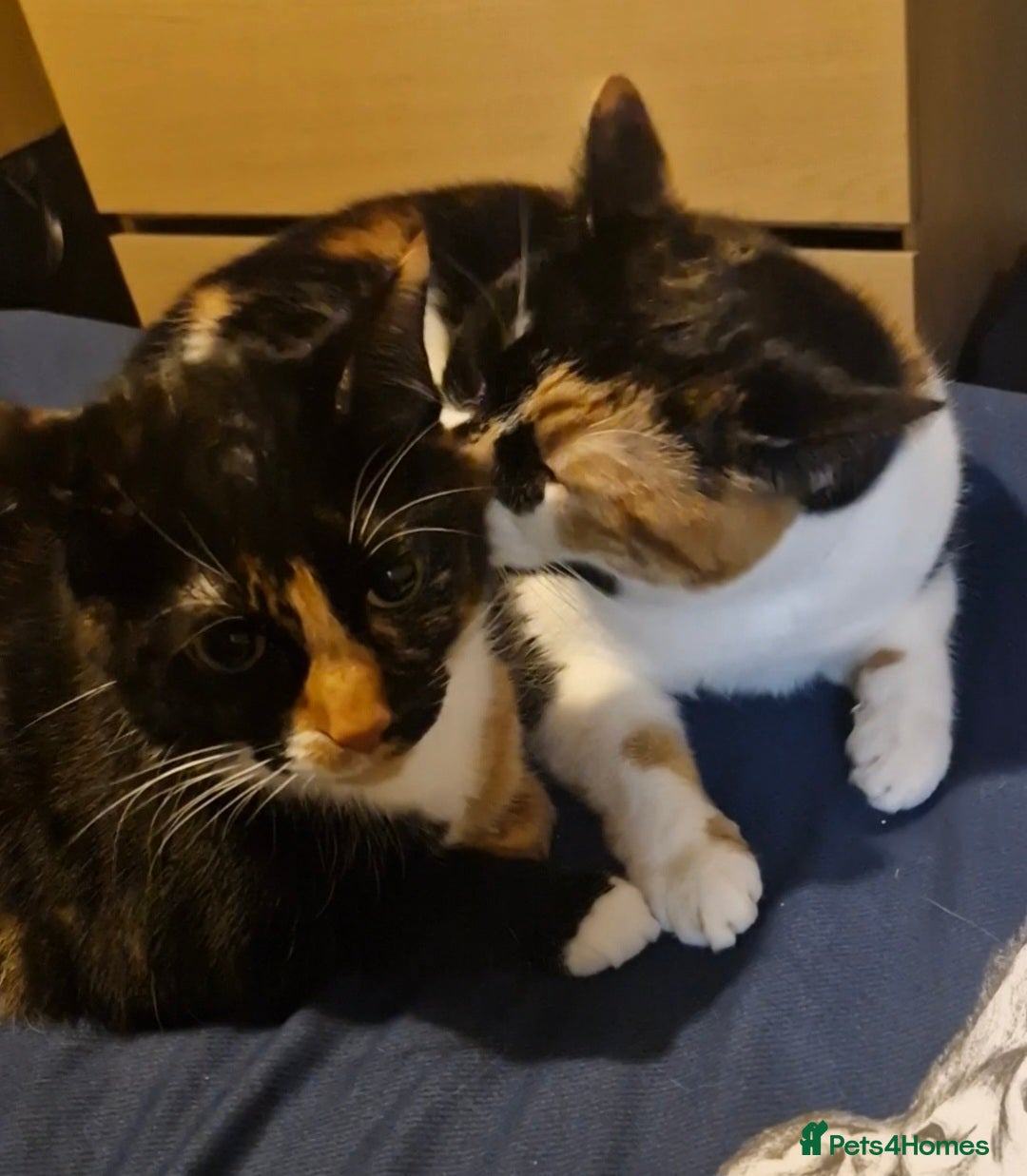 British Shorthair cats for sale: 2 Cats looking for a new loving home for £20. - Image 1