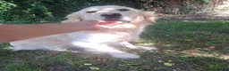 Golden Retriever dogs for sale: Golden Retriever older male looking for home - Advert 5