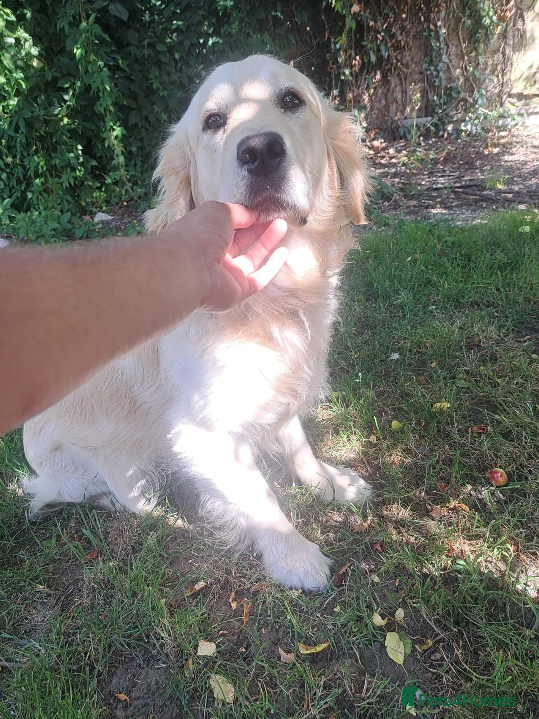 Golden Retriever dogs for sale: Golden Retriever older male looking for home - Advert 5