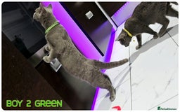 British Shorthair cats for sale: British  Blue Kittens (Delivery  available) - Image 10
