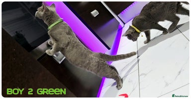 British Shorthair cats - Advert 11