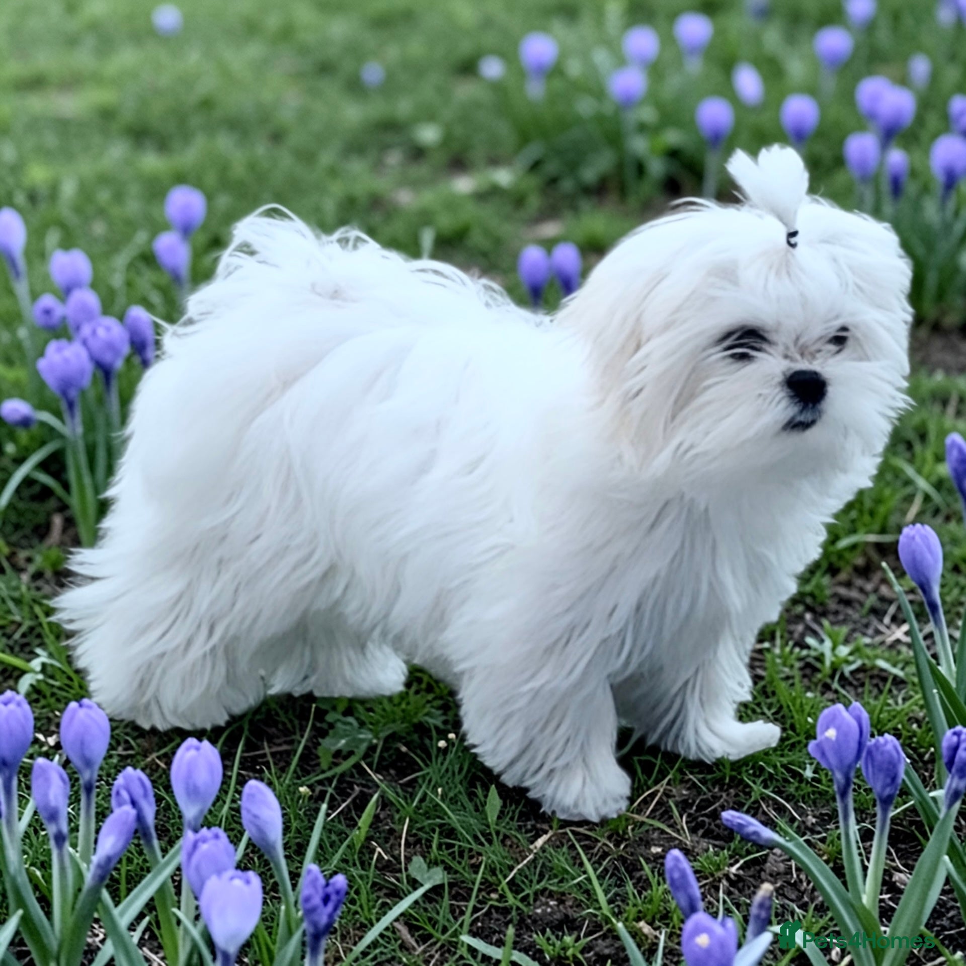 Maltese dogs 💎Last Boy Full Korean Maltese 💎 - Advert 4