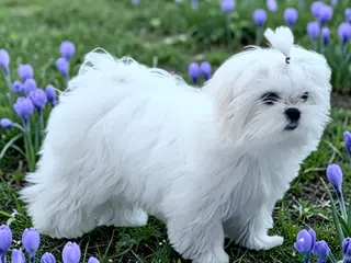 Maltese dogs 💎Last Boy Full Korean Maltese 💎 - Advert 4