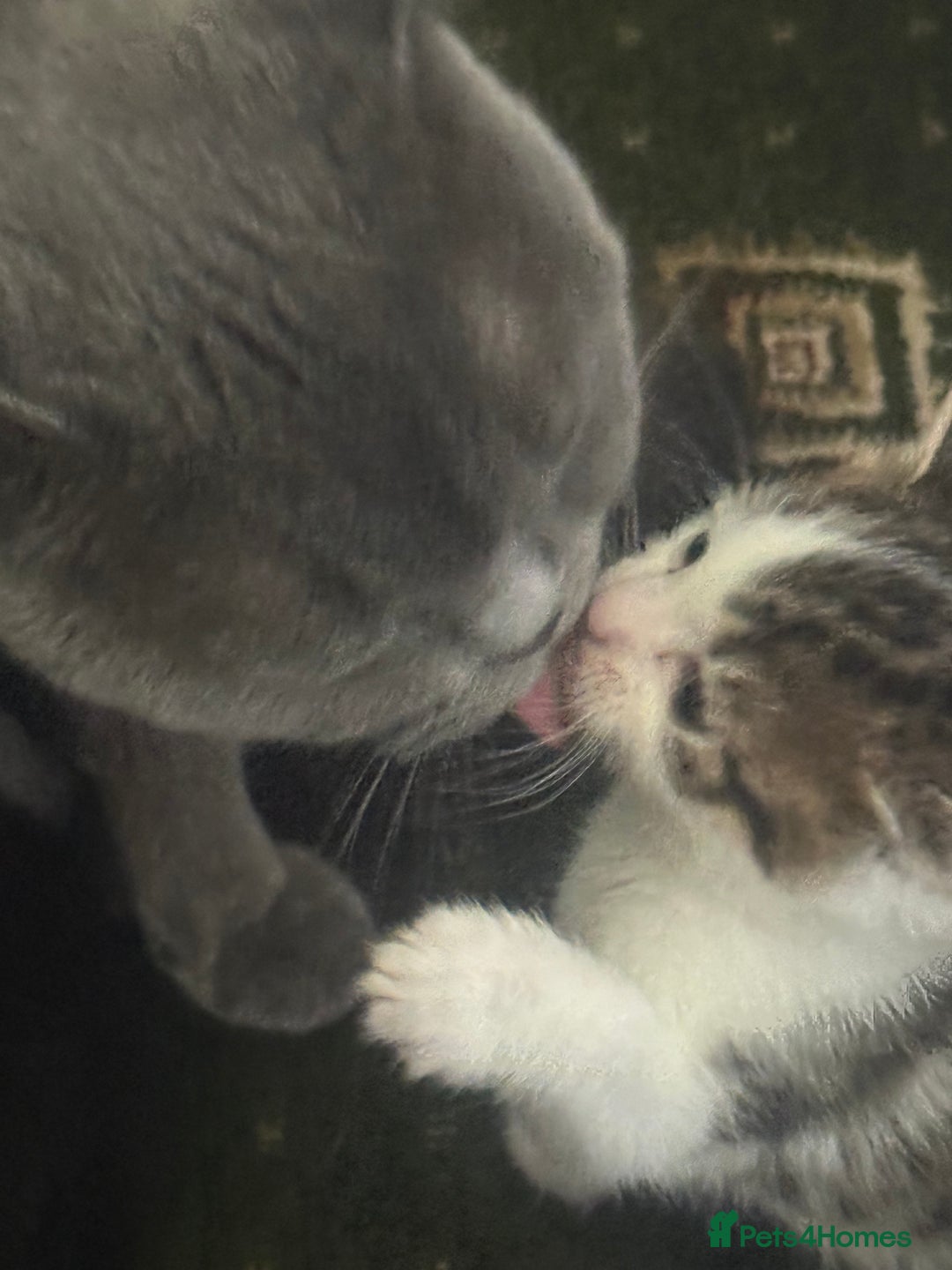 British Shorthair cats for sale: British blue short hair x ragdoll kittens - Image 5
