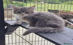 Maine Coon cats for sale: Maine Coon Kittens - Image 13