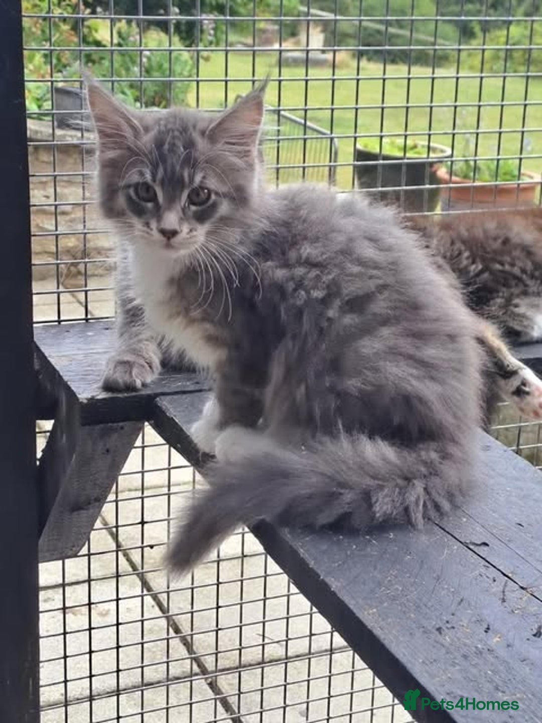 Maine Coon cats for sale: Maine Coon Kittens - Image 13