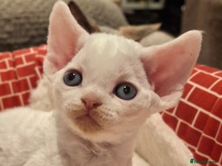 Devon Rex cats 🌸 Wonderful Devon Rex Kittens FIFE registered 🌸 - Advert 4