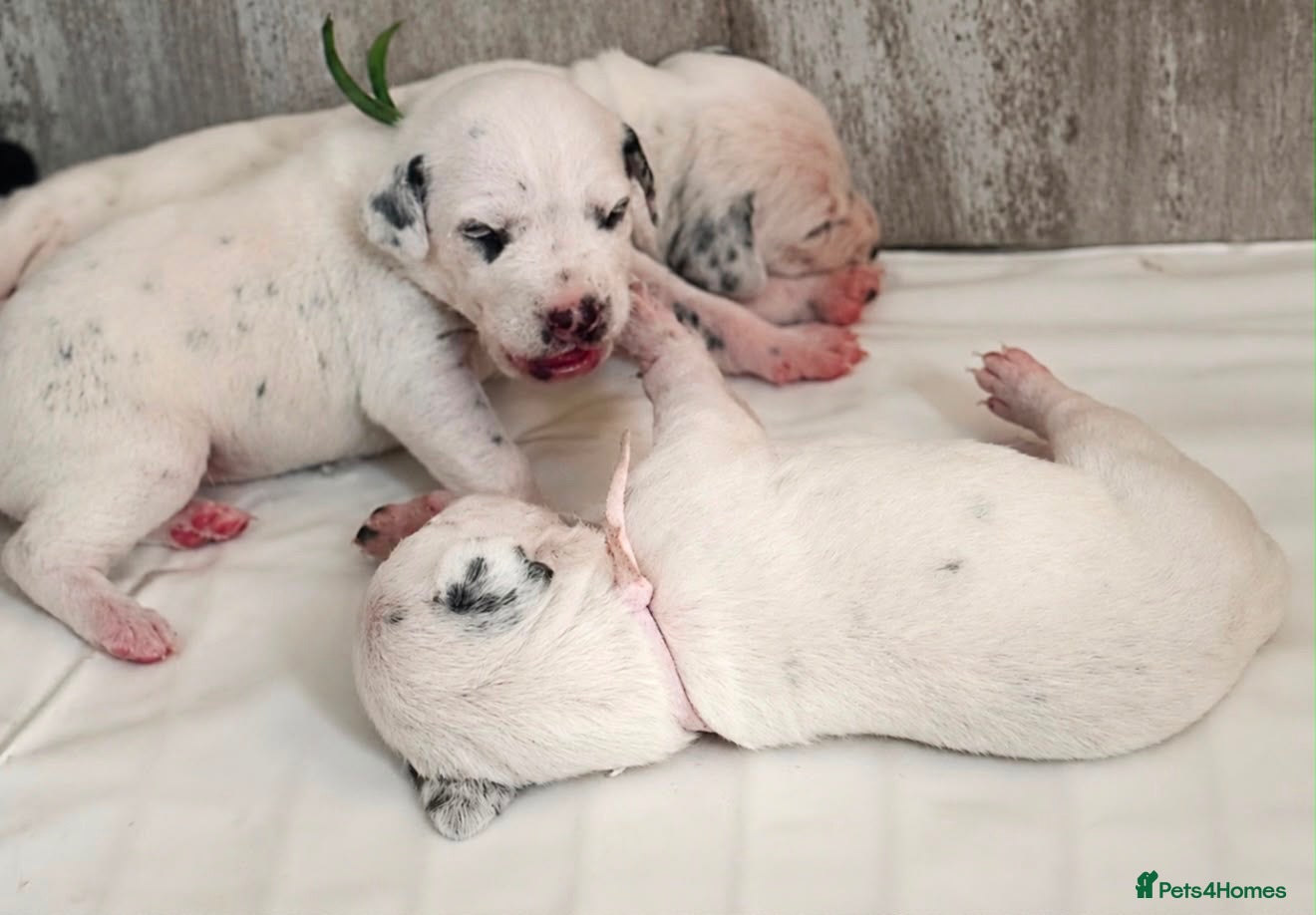 Dalmatian dogs Beautiful Dalmatian puppies - Advert 8