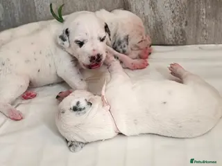 Dalmatian dogs Beautiful Dalmatian puppies - Advert 8