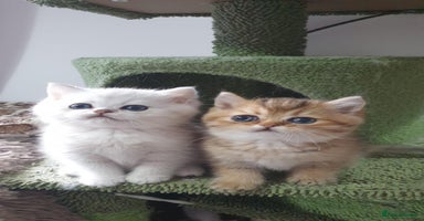 British Shorthair cats - Advert 10