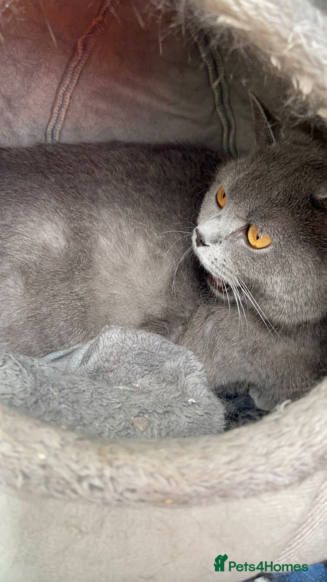 Mixed Breed cats Pure british shorthair Mother kittens - Advert 1