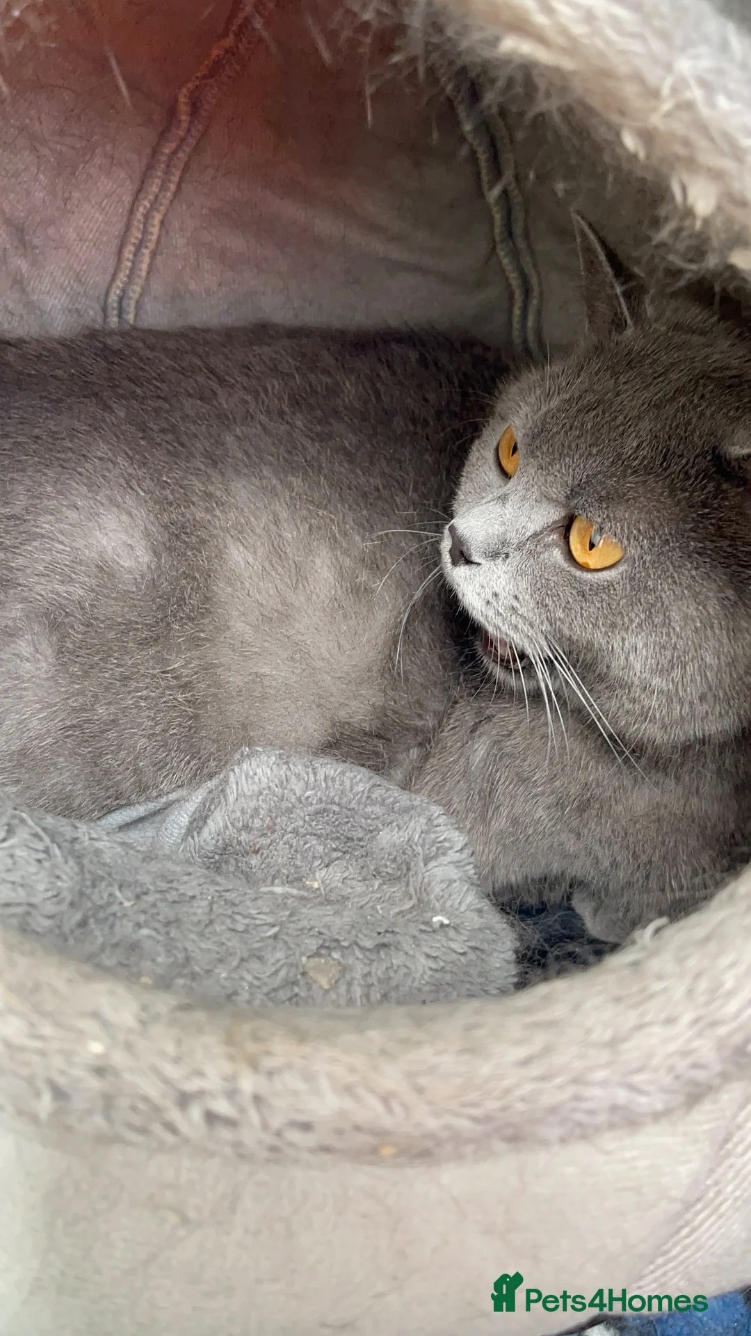 Mixed Breed cats for sale: Pure british shorthair Mother kittens - Advert 1