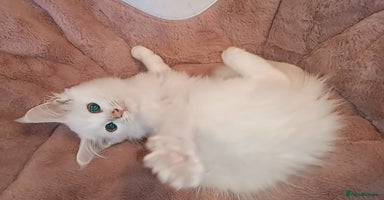 Maine Coon cats - Advert 2