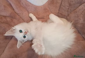Maine Coon cats - Advert 14