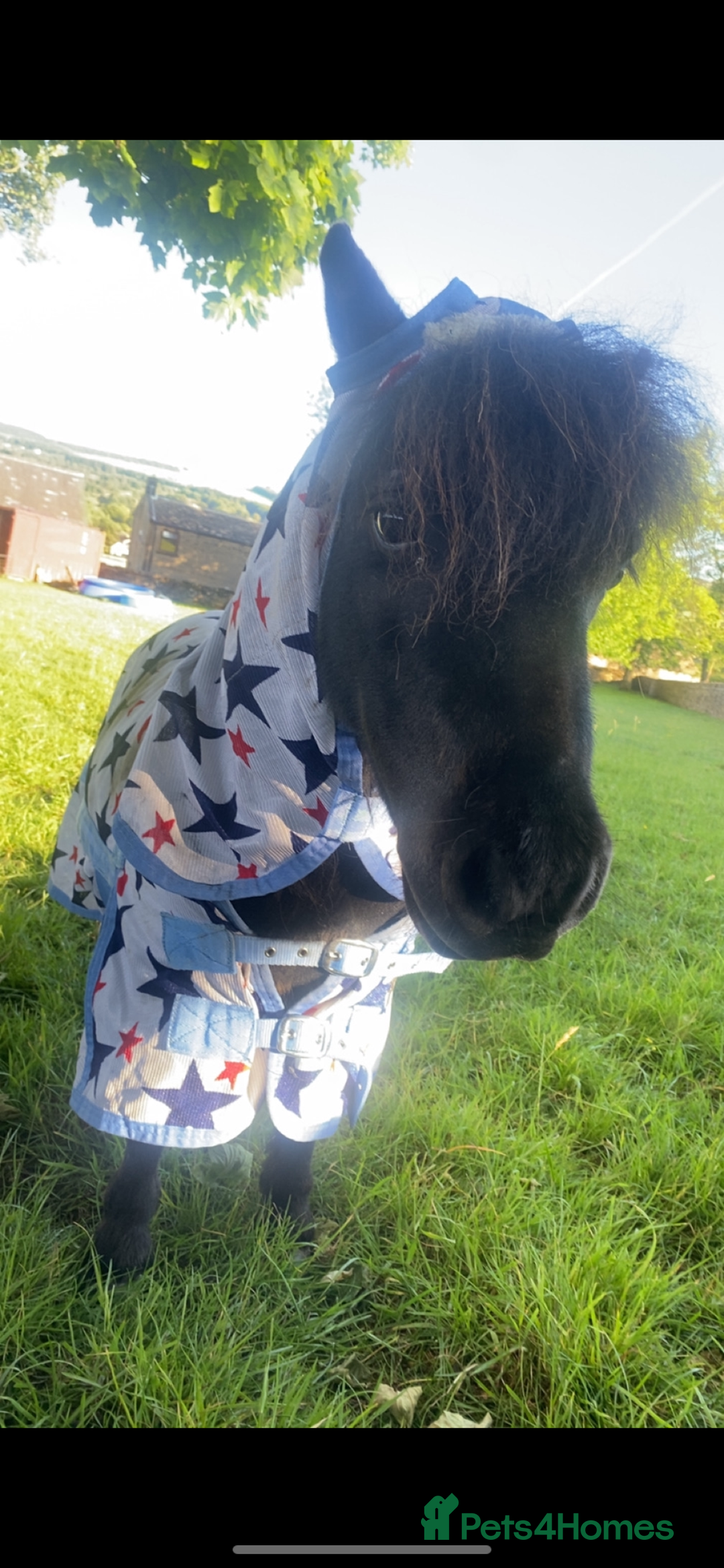 Shetland pony horses for sale: 7hh registered minature shetland colt - Image 3