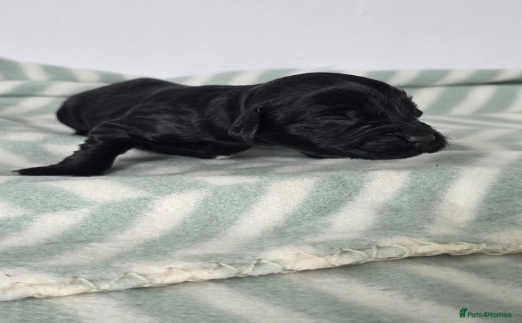Cocker Spaniel dogs - Advert 1