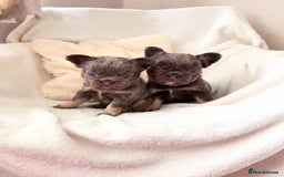 French Bulldog dogs for sale: Fluffy French bull dogs  - Image 1