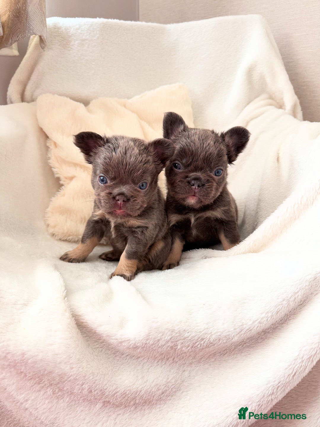 French Bulldog dogs for sale: Fluffy French bull dogs  - Image 1
