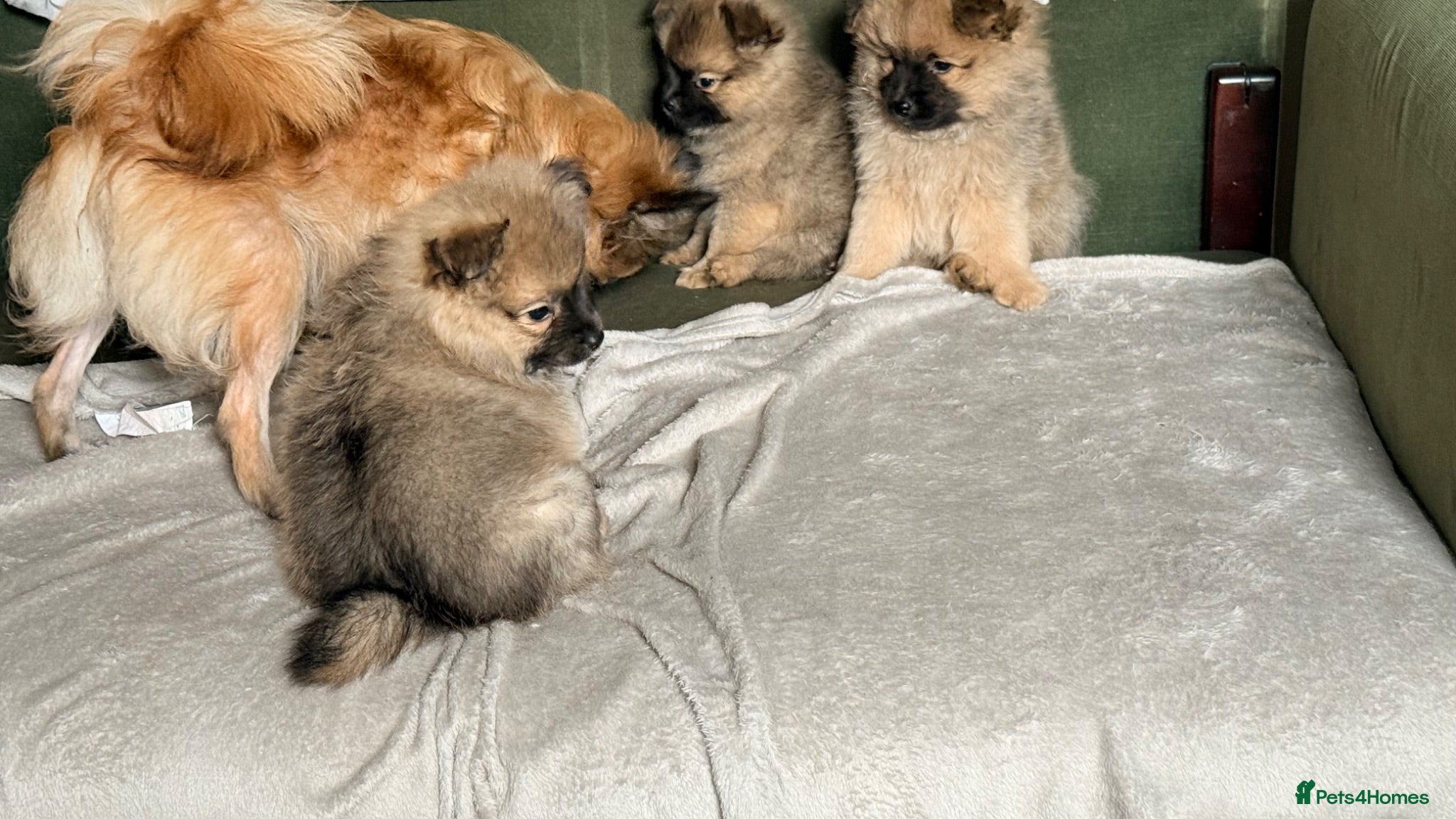 Pomeranian dogs Pomeranian boys looking for forever home  - Advert 6