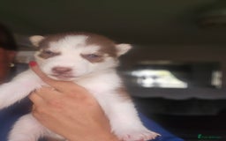 Siberian Husky dogs for sale: Gorgeous Litter of Husky Puppies - Image 13