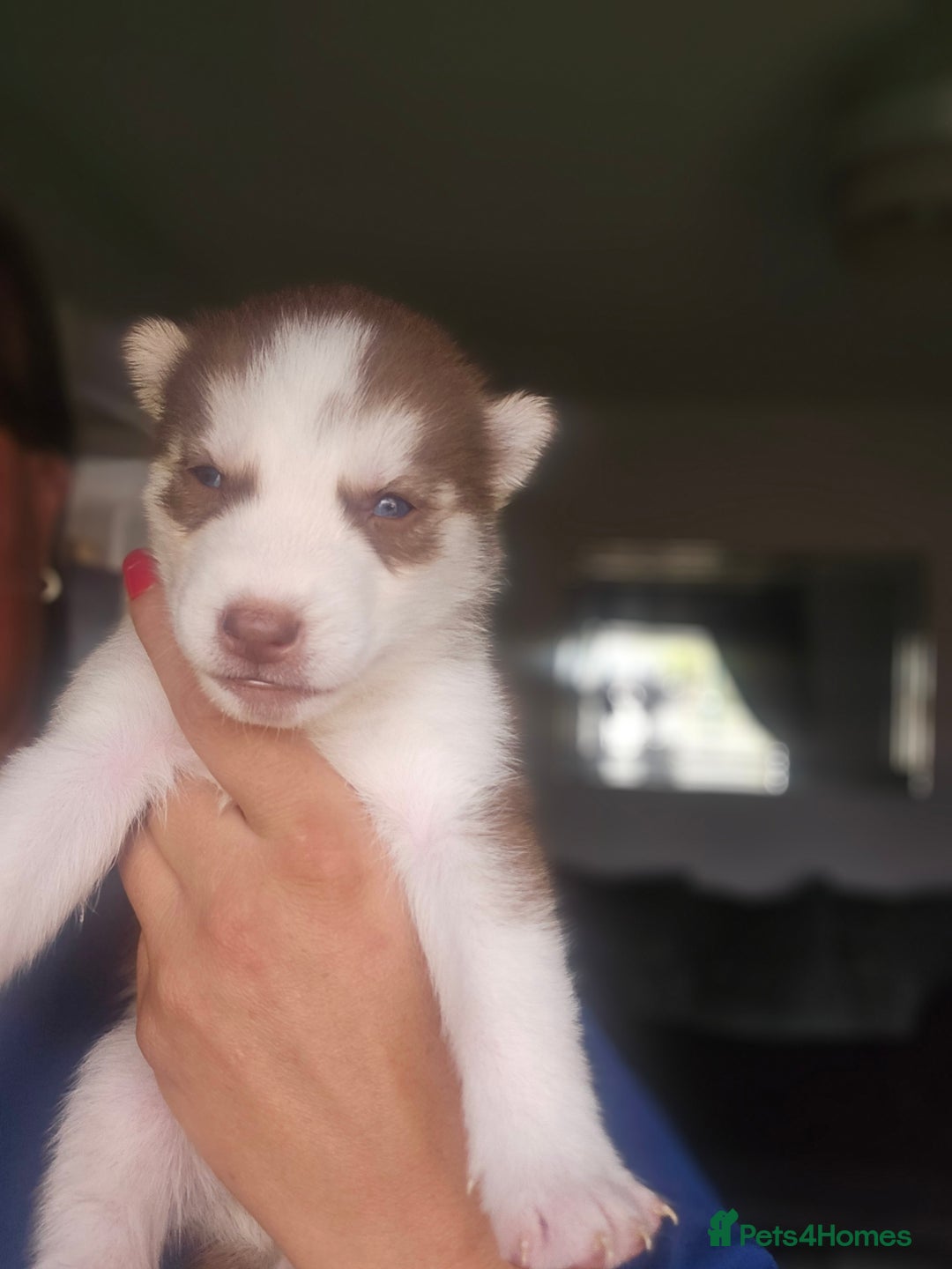Siberian Husky dogs for sale: Gorgeous Litter of Husky Puppies - Image 13