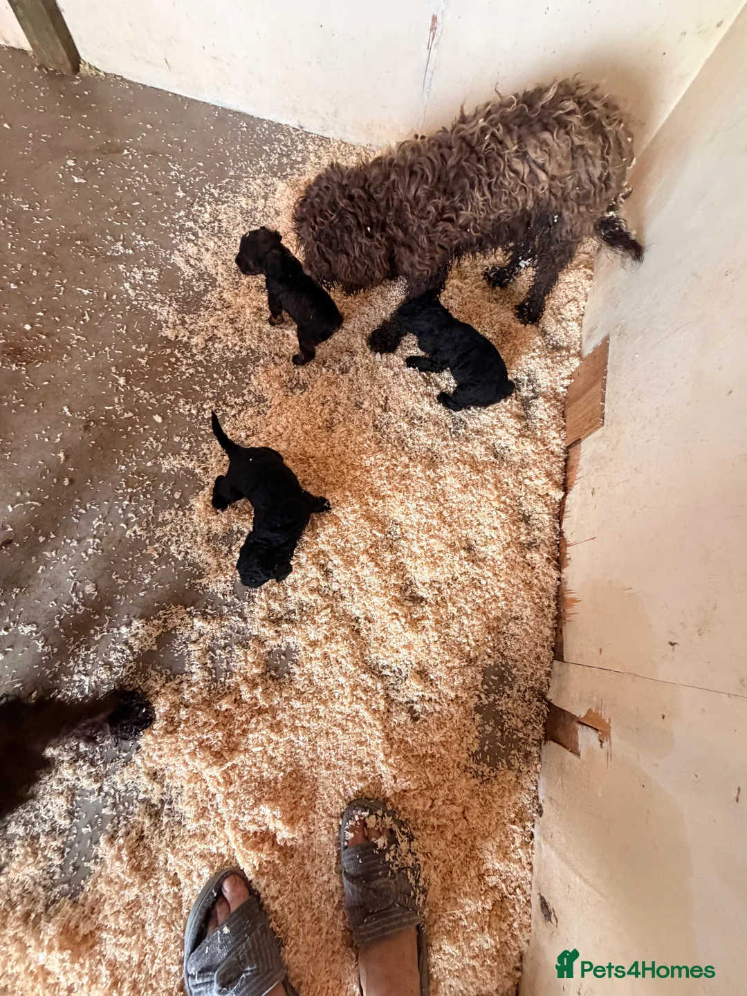 Cockapoo dogs for sale: F1 puppies cockatoo - Advert 7