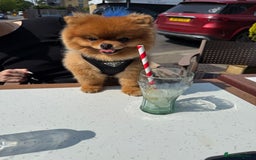 Pomeranian dogs for sale: Gorgeous sable Pom for rehome - Image 6