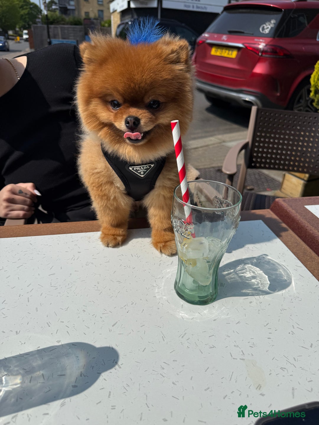 Pomeranian dogs for sale: Gorgeous sable Pom for rehome - Image 6