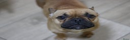 French Bulldog dogs for sale: French Bulldog Puppies Looking for Loving Homes - Advert 5
