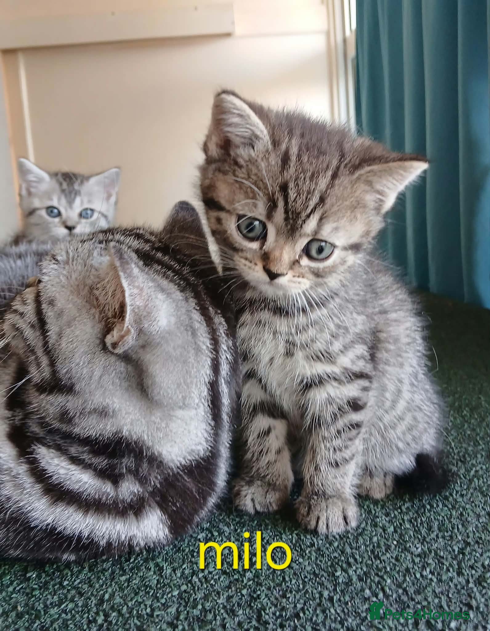 British Shorthair cats Bsh X Scotish stright kittens. Price Reduced. - Advert 11
