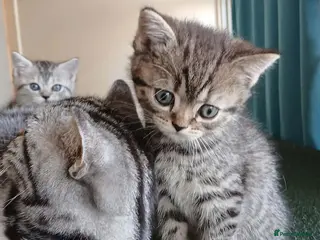 British Shorthair cats Bsh X Scotish stright kittens. Price Reduced. - Advert 18