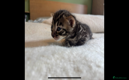 Bengal cats for sale: 4 Rare Tica Registered Bengal Kittens - Image 22