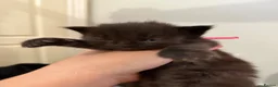 Maine Coon cats for sale: 5 Cross Maine Coon kittens for sale  - Advert 3