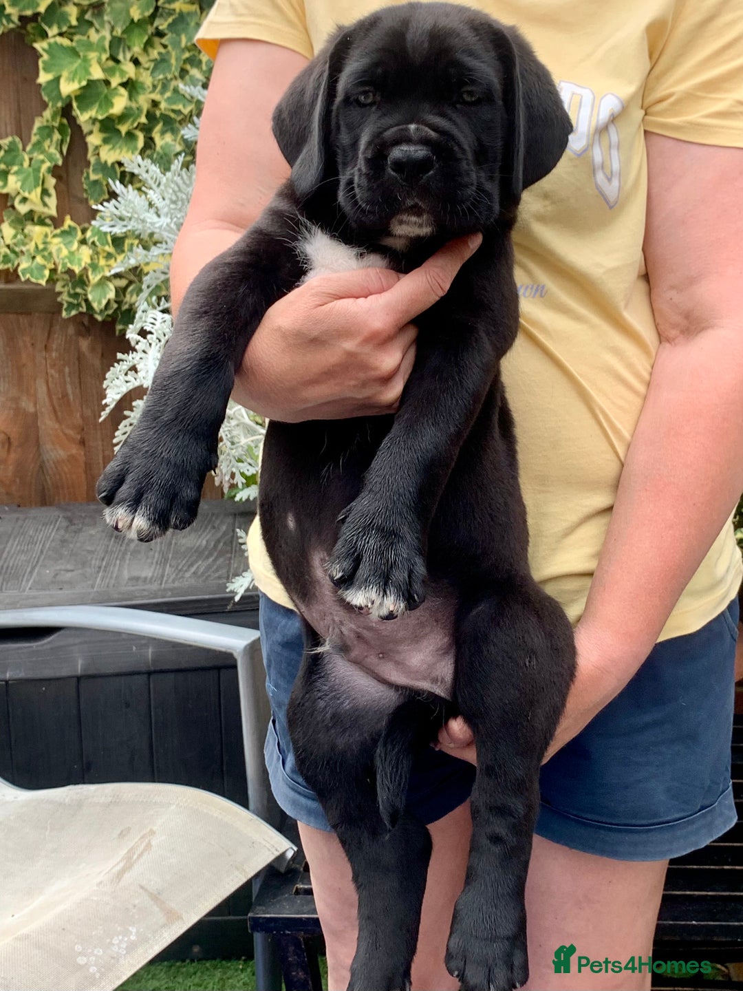 Cane Corso dogs for sale: Champion Lines Cane Corso puppies for sale - Image 8