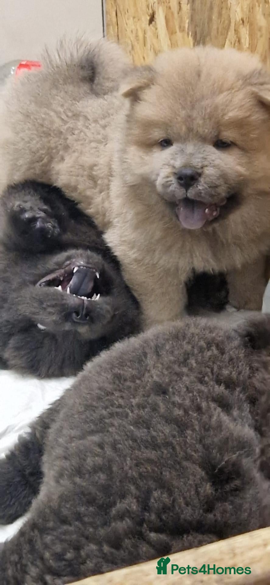 Chow Chow dogs 💙 CHOW CHOW 🧡 - Advert 2