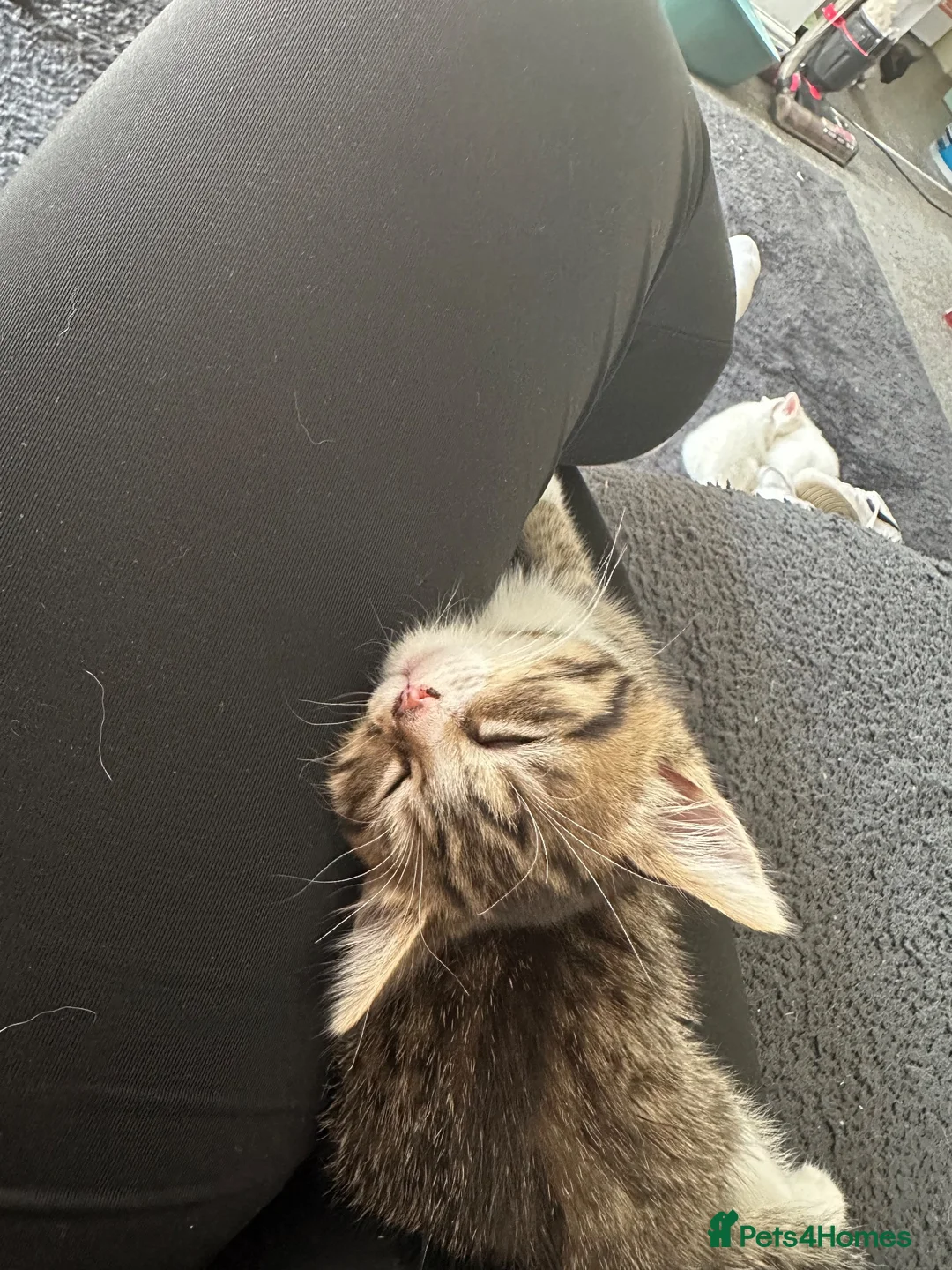 Mixed Breed cats for sale: 4 month old female tabby in Windsor - Advert 2