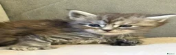 Maine Coon cats for sale: Large Tica Polly kittens - Advert 18