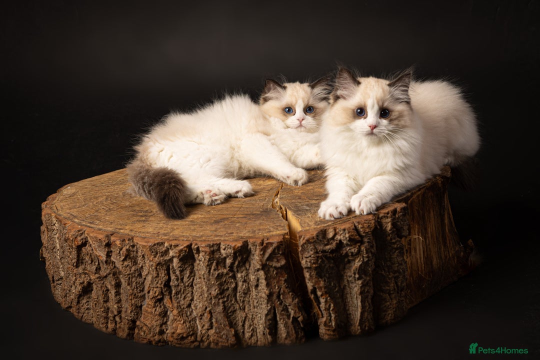 Ragdoll cats for sale: Champion Lines - Ragdoll Kittens - Advert 29
