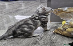 British Shorthair cats for sale: Beautiful Silver Tabby British Shorthair Boy - Image 4