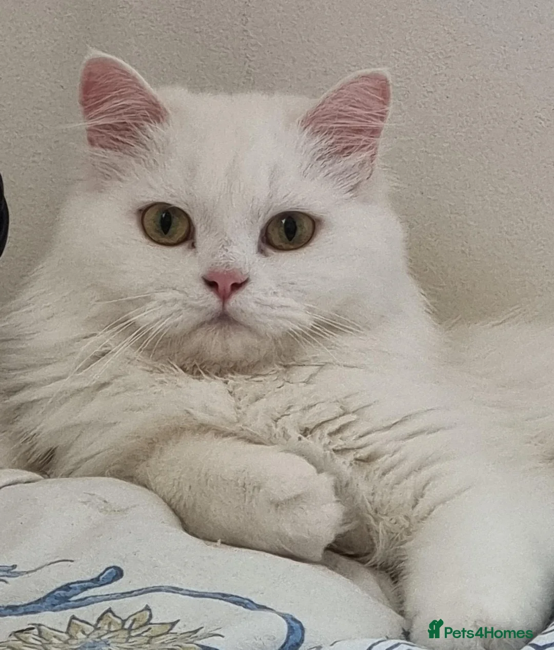 Siberian cats for sale: Lovely Classic Siberian Kittens - Advert 1