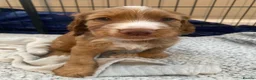 Cocker Spaniel dogs for sale: Working Cocker Spaniel Puppies for sale - Advert 10