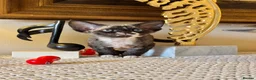 Devon Rex cats for sale: Stunning Devon Rex Babies  - Advert 11