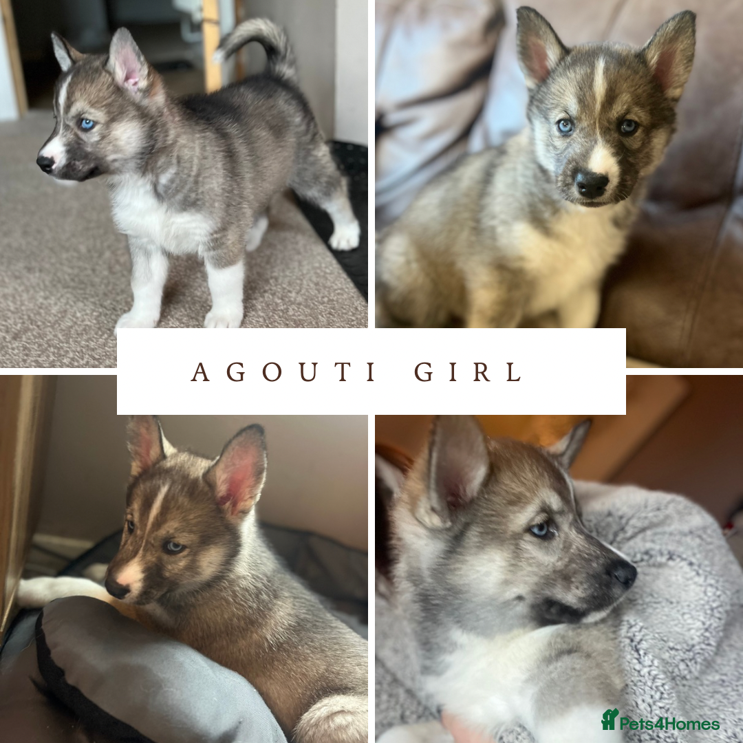 Siberian Husky dogs 1 girl left Beautiful Blue Eyed fluffy husky  - Advert 13