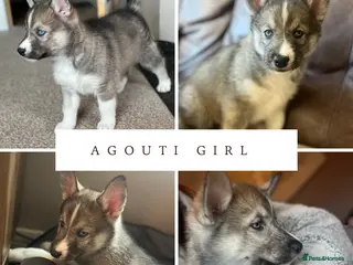 Siberian Husky dogs READY NOW beautiful girl left fluffy husky pup - Advert 18