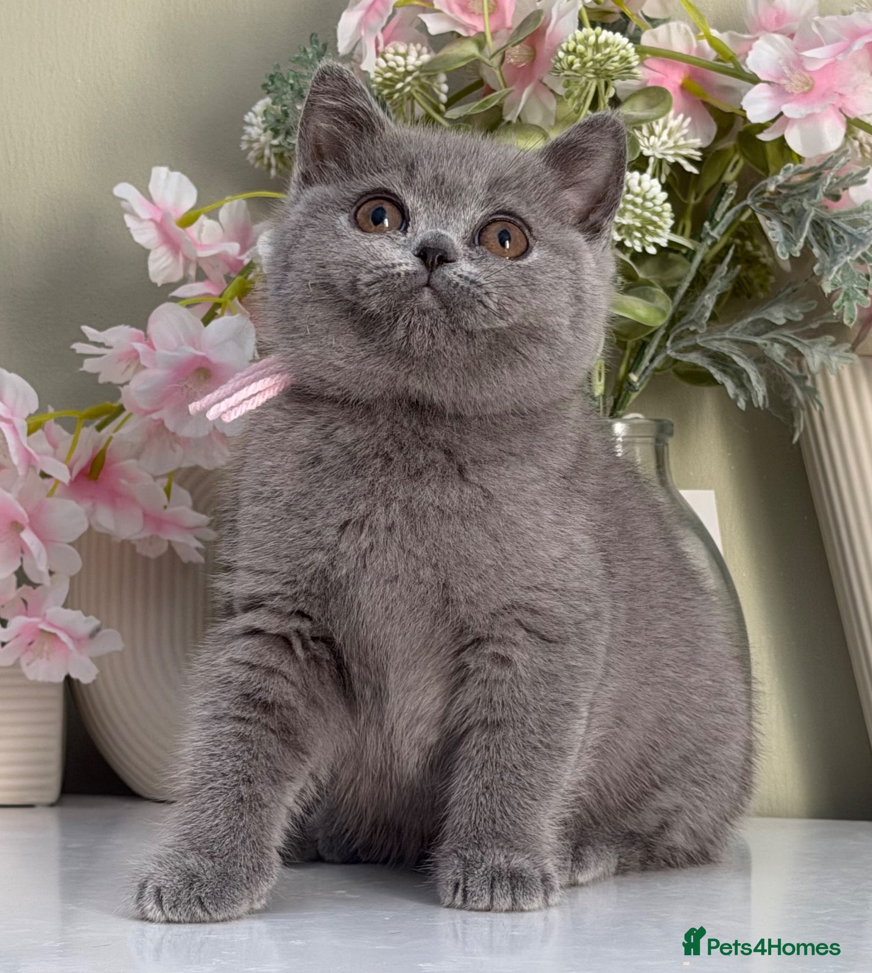 British Shorthair cats Gorgeous British Kittens - Advert 13
