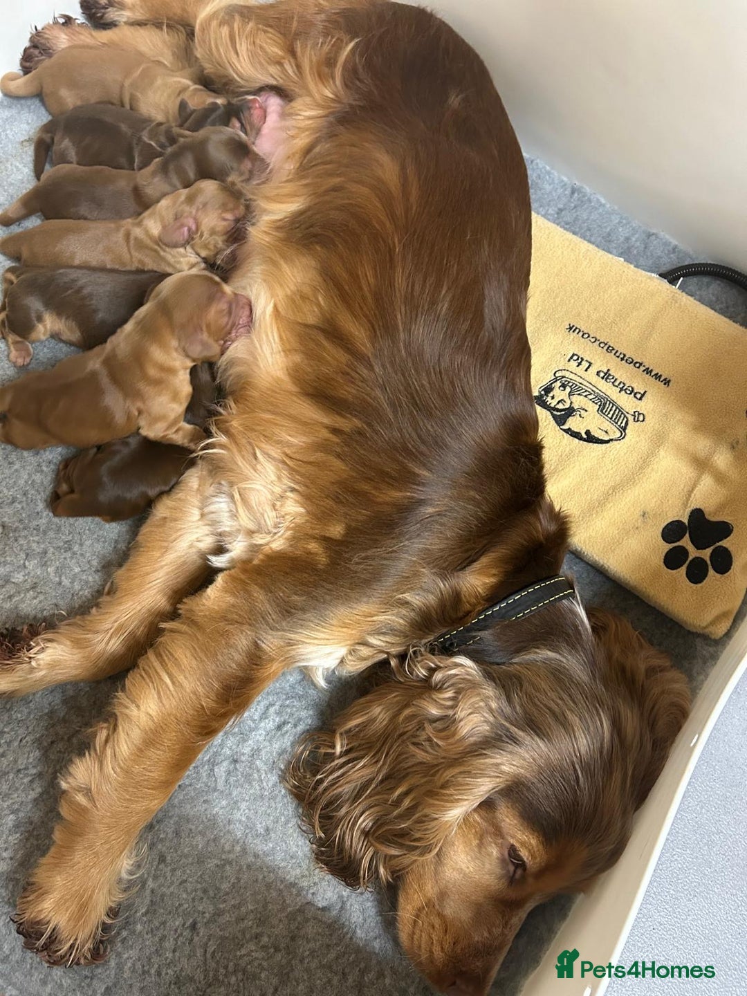 Cocker Spaniel dogs for sale: Show Cocker Spaniel Puppies - Advert 13