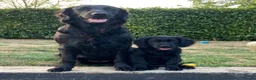 Flat coated Retriever dogs for sale: Flat coated retriever  - Advert 4
