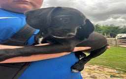 Mixed Breed dogs for sale: Jackapoo spaniel cross - hound puppies  - Image 16